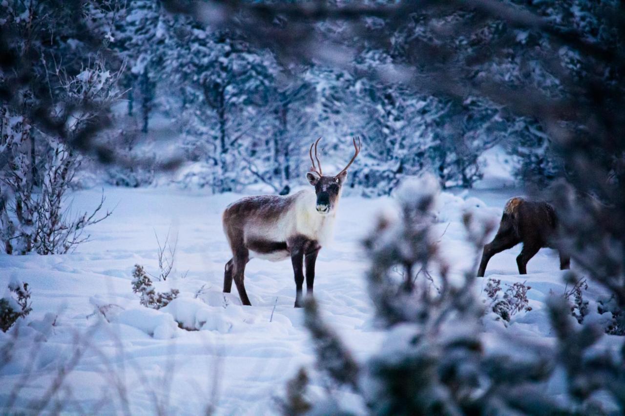 Camp Ripan Kiruna